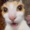 naa._.dangiuu