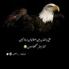 afzal.khan8564