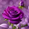 user15116323608395
