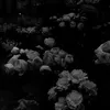 why_201226