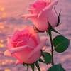 user7318106629027