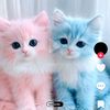 kashvimobile6