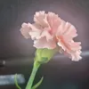 po.mlekoidziesz5