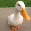 eriizij
