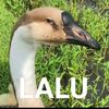 nanusia_random