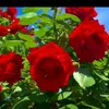 linhpm25
