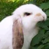 ugly_buny