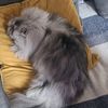catandme53