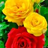user1470614281861