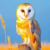 owlgal1