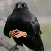 iijdy