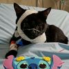 catsaveurgence