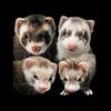 furtasticfour