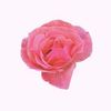 raseel6093