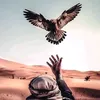 elafv224