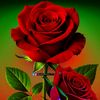 arham49835