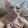 yesking_v1