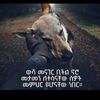 rahmetyimer756