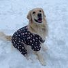 coopergoldenretrieverr
