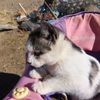 renata_5534
