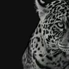 franche_marchak