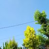 manusia_8533