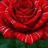 shoaib.gujjar008