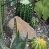elgallogiro.cacti