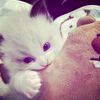 syaaa_lovers2