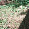 marlonyomoses1