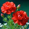 mansoor.khan6305
