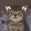 ur.favv.kitty_