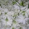 myathida30