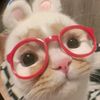chazy_zy
