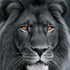 king452051
