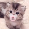 cute_tay0