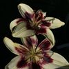 erti67_