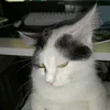 thediuagdv8
