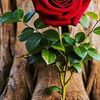 faysal.mohamed32
