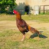apna_shoq_shikar_663