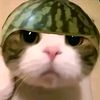 aaylaw_