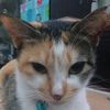 kattiecerewet