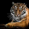 .tiger8802