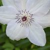 flowersbirds7