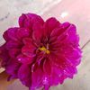 hafiza.akther866