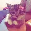meli_5j0