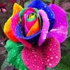 .glbahar3