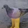 pigeoncor3