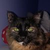 sophia.the.cat.lo