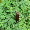 Plante naturelle